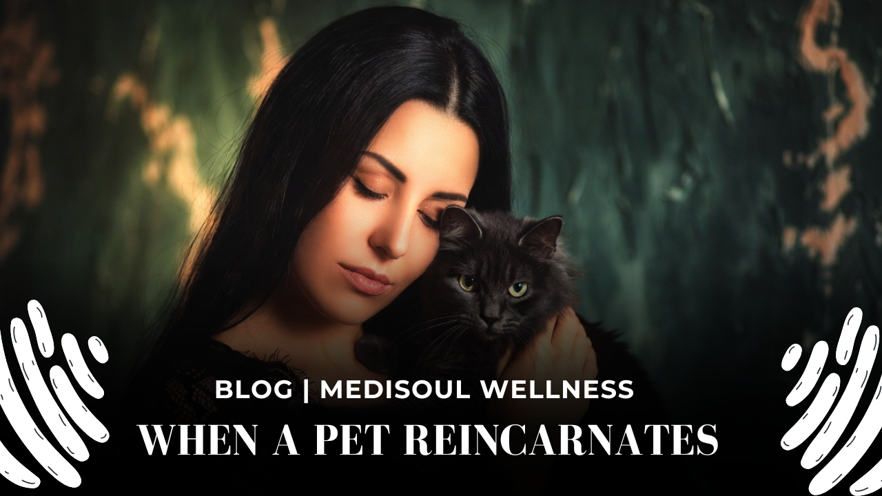 When a Pet Reincarnates